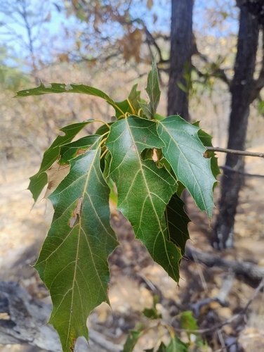 Cusi Oak