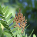 European Royal Fern - Photo (c) mjcorreia, all rights reserved