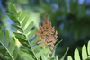 European Royal Fern - Photo (c) mjcorreia, all rights reserved, uploaded by mjcorreia