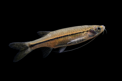 Esomus metallicus Ahl, 1923