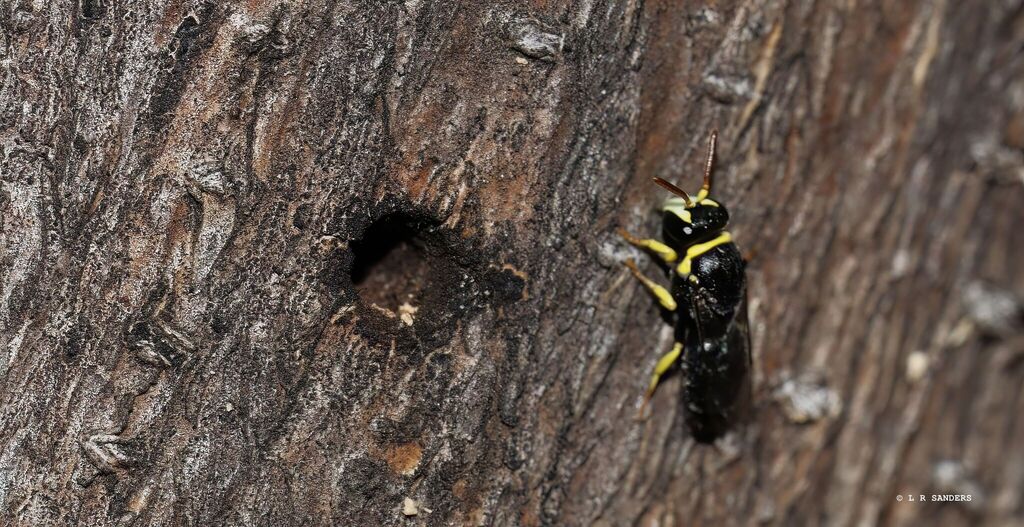 Masked Bees from Emerald QLD, Australia on April 23, 2025 at 04:00 PM ...