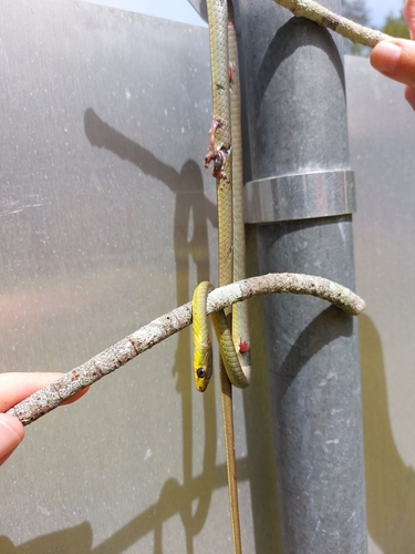 Common Tree Snake sighting