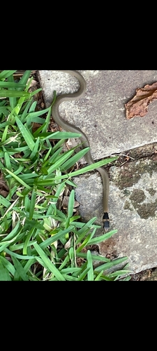 Eastern Brown Snake sighting