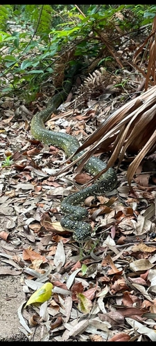 Diamond Python sighting