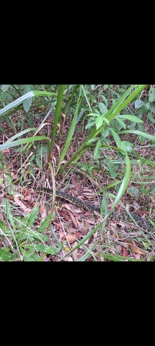 Diamond Python sighting