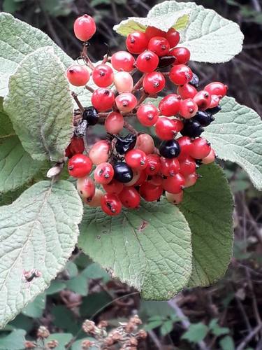 Sodinis putinas nuotrauka