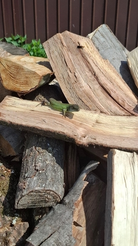 Green Lizard