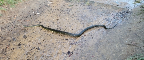 Diamond Python sighting