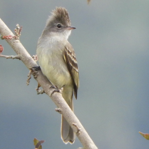 Elaenia flavogaster (Thunberg, 1822)