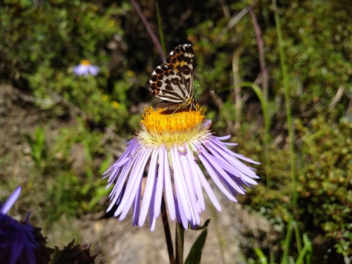 género Polycaena · iNaturalist Ecuador