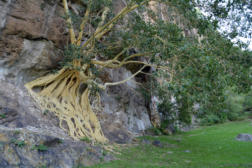 Petiolate Fig