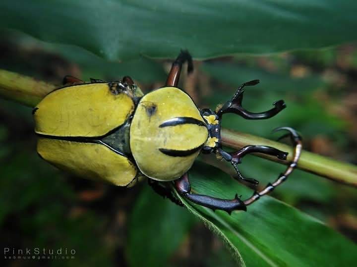 ワリックツノハナムグリ (Dicronocephalus wallichi) · iNaturalist