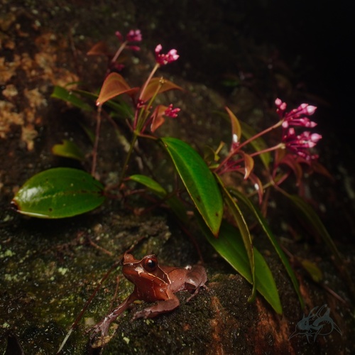 Mangshan Horned Toad