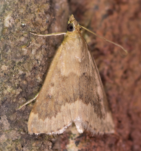 Garden Webworm Moth