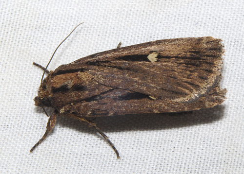 Abagrotis striata
