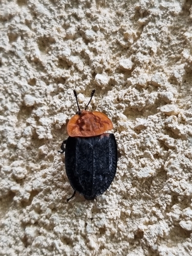 Red-breasted Carrion Beetle