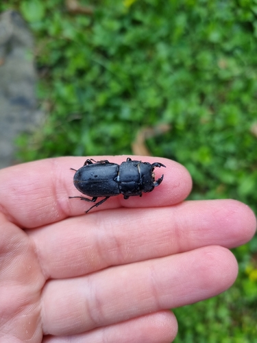 Lesser Stag Beetle