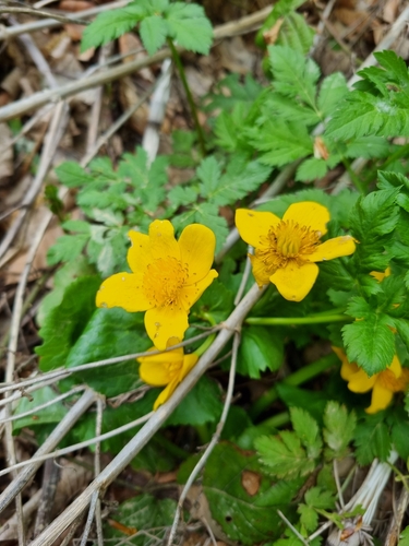 marsh marigold