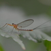 Dipteromimidae - Photo (c) Ji-Shen Wang, todos os direitos reservados, uploaded by Ji-Shen Wang