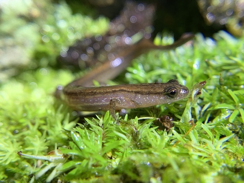 coastal plain dwarf salamander