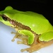 Shensi Tree Frog - Photo (c) Ji-Shen Wang, all rights reserved, uploaded by Ji-Shen Wang