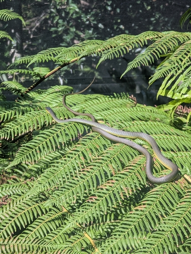 Common Tree Snake sighting