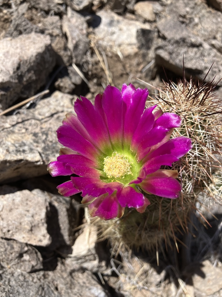 Subspecies Echinocereus bonkerae bonkerae  iNaturalist
