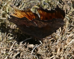 Polygonia gracilis image