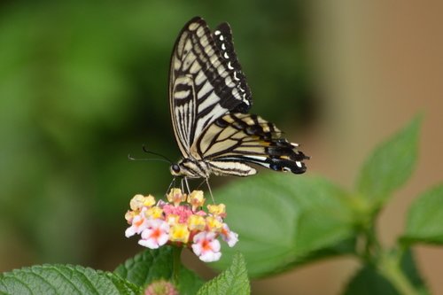 Chinese Yellow Swallowtail