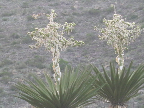 天門冬科龍舌蘭亞科 絲蘭屬  Yucca carnerosa