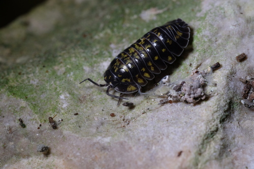 Armadillidium brentanum
