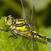 Pronged Clubtail - Photo (c) Pierre-Henri Fabre, all rights reserved, uploaded by Pierre-Henri Fabre