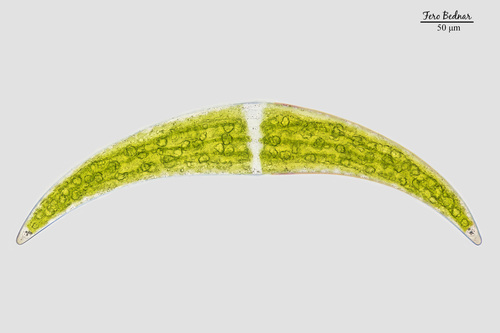 Closterium moniliferum