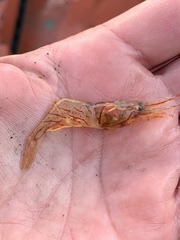 Invert E Base Portal Pandalus