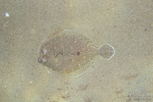 Wide-eyed Flounder