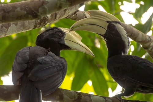 Black Hornbill