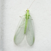 Carnea-group Green Lacewings - Photo (c) Miranda Engelshoven, all rights reserved, uploaded by Miranda Engelshoven
