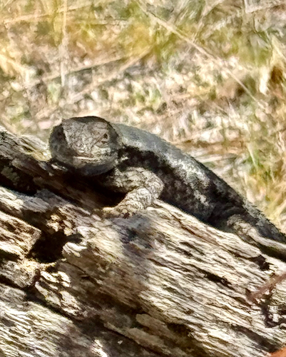 iNaturalist observation photo of Western Fence Lizard