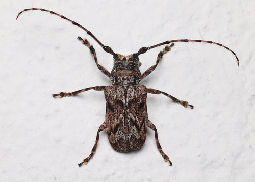 Daxata