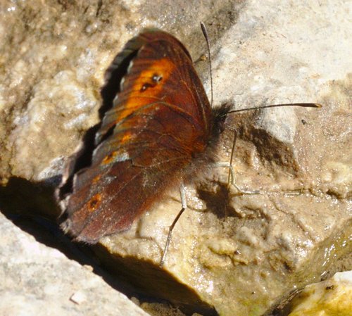 Large Ringlet