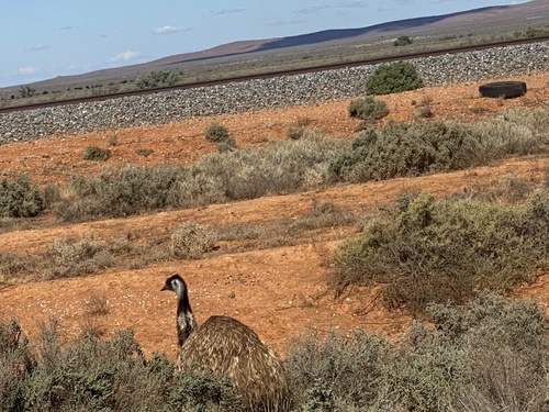 Emu