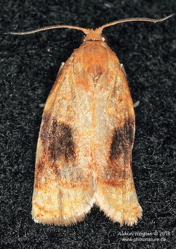 Archips nigriplagana