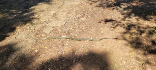 Diamond Python sighting