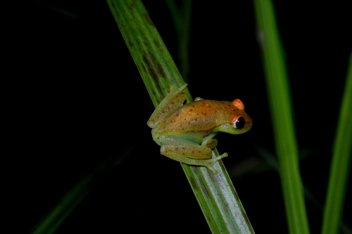 Polka-dot Tree Frog
