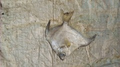 Monodactylus sebae image