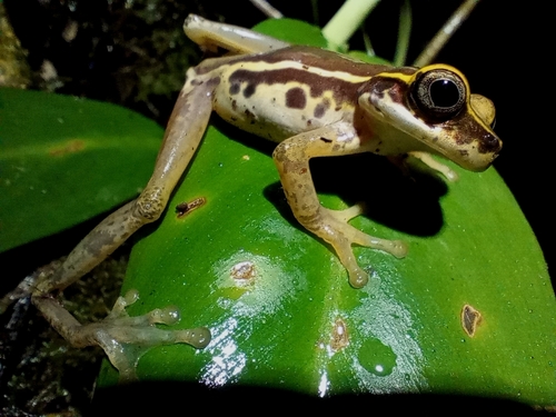 Continental Divide Treefrog