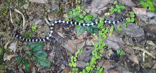 Eastern Bandy Bandy sighting