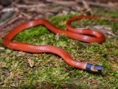 Tantilla boipiranga