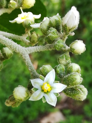 nightshade (Solanum umbellatum)