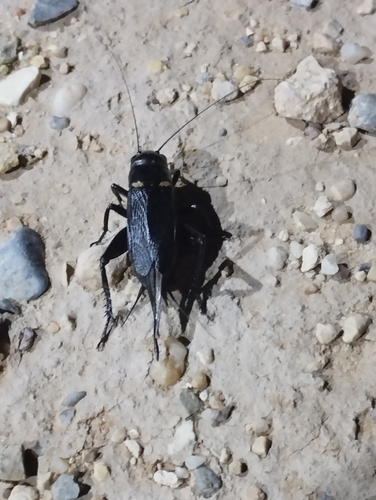 Southern Field Cricket